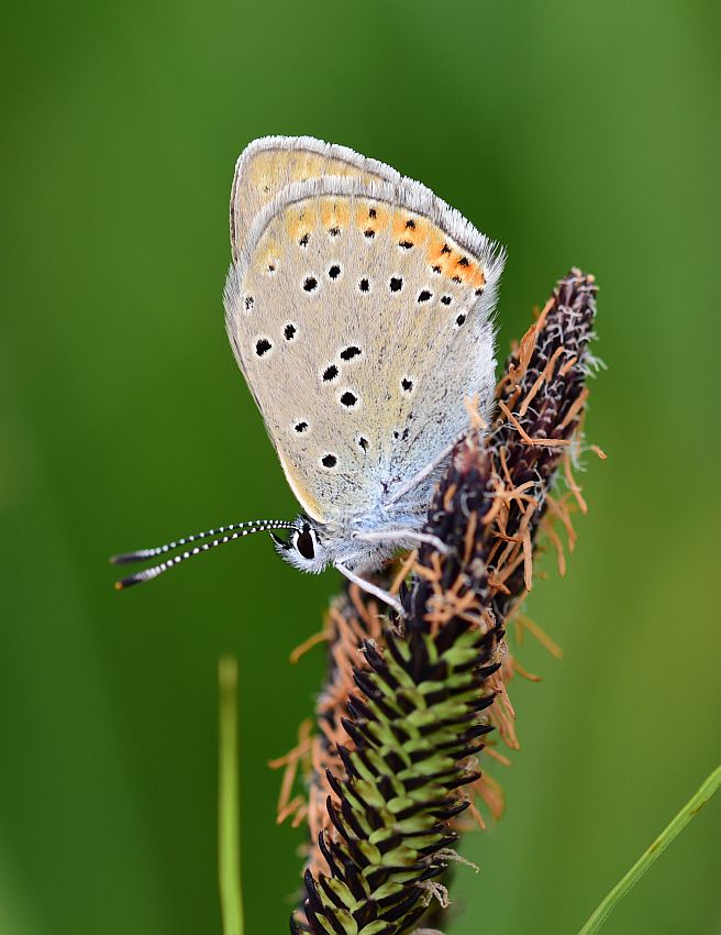 Lycaena italica? S