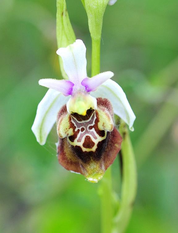 Ophrys dinarica / Ofride dinarica