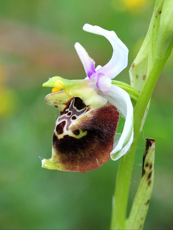 Ophrys dinarica / Ofride dinarica