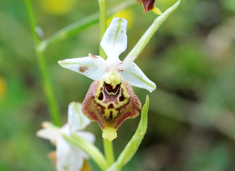 Ophrys dinarica / Ofride dinarica