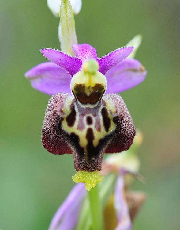 Ophrys dinarica / Ofride dinarica