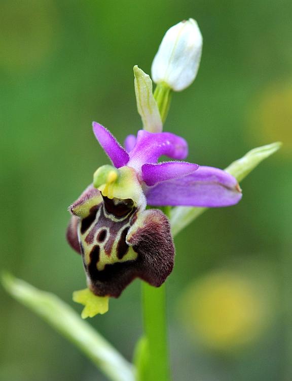 Ophrys dinarica / Ofride dinarica