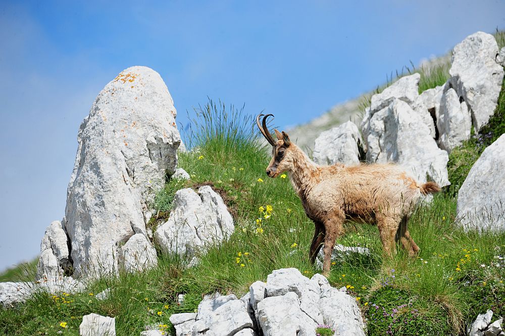 Camoscio appenninico - Rupicapra pyrenaica ornata