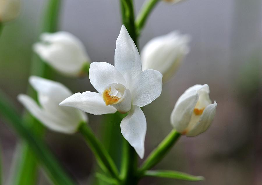 Cephalanthera longifolia