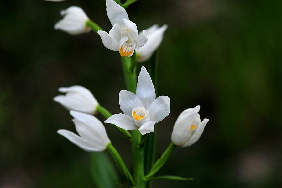 Cephalanthera longifolia