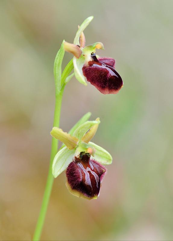 ophrys varie da determinare
