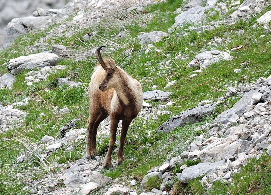 Camoscio appenninico - Rupicapra pyrenaica ornata