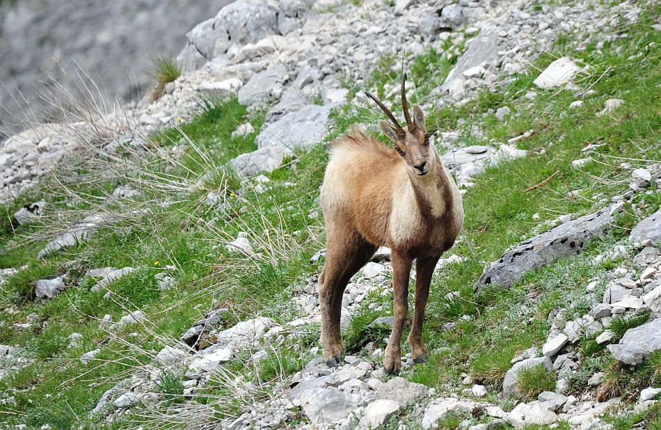 Camoscio appenninico - Rupicapra pyrenaica ornata