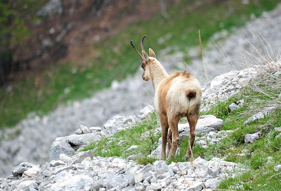 Camoscio appenninico - Rupicapra pyrenaica ornata