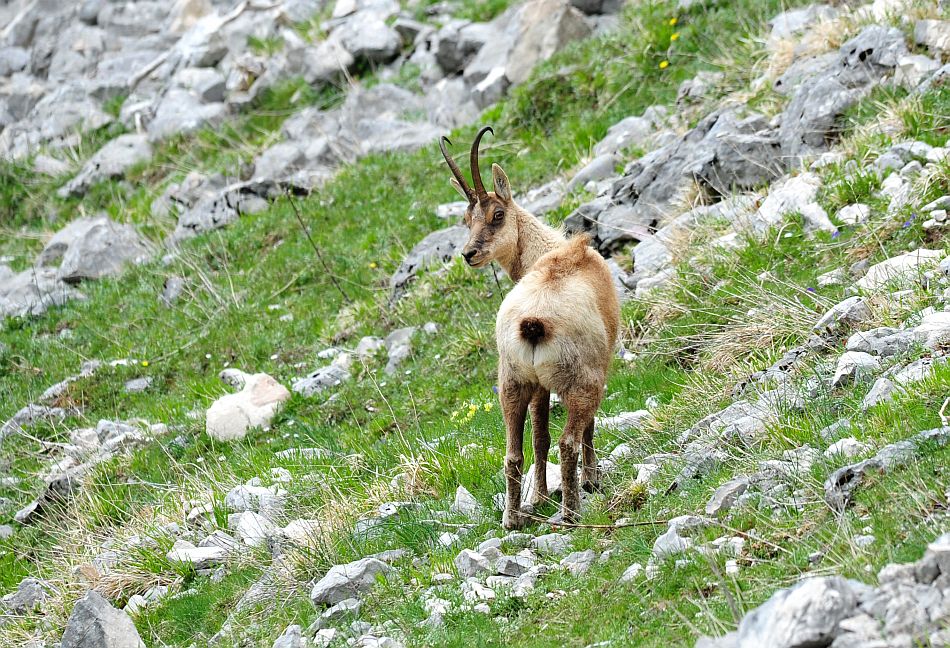 Camoscio appenninico - Rupicapra pyrenaica ornata