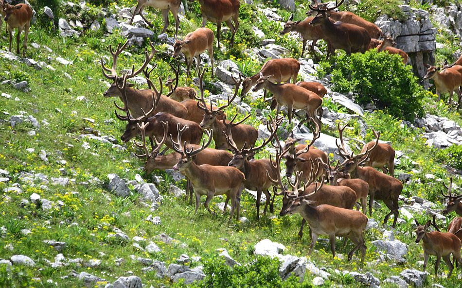 Branco di cervi in alta quota