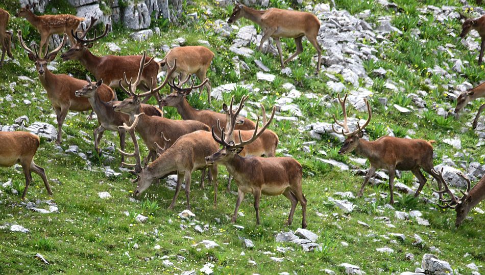 Branco di cervi in alta quota