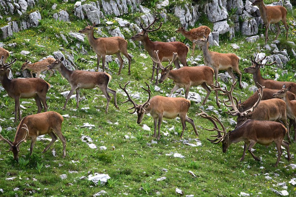 Branco di cervi in alta quota