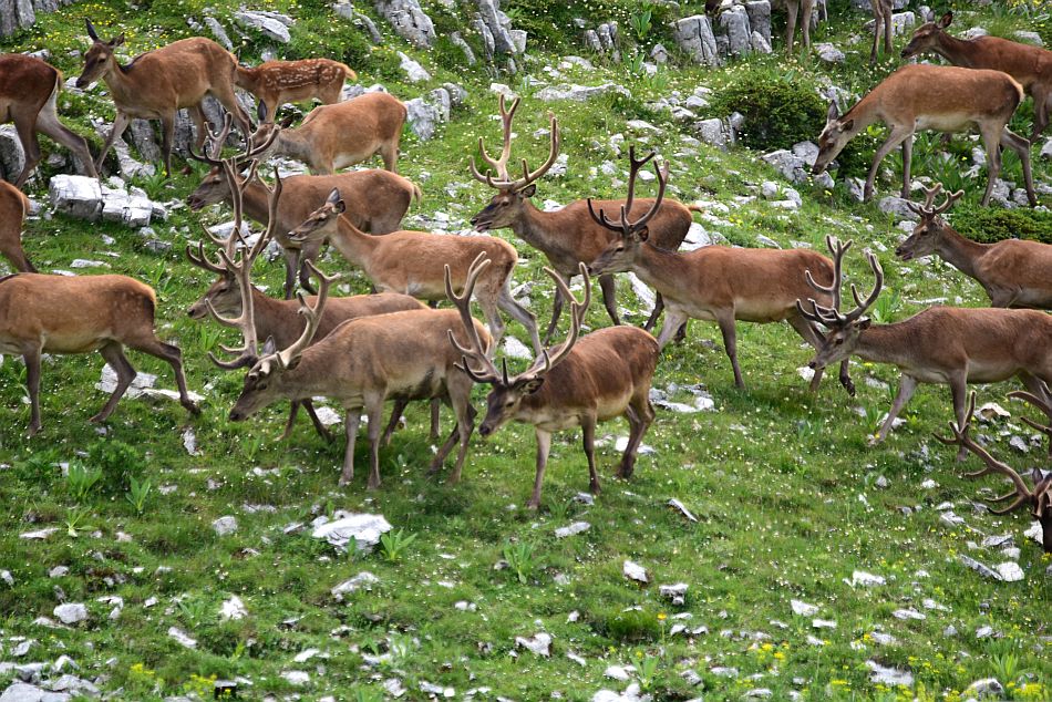 Branco di cervi in alta quota