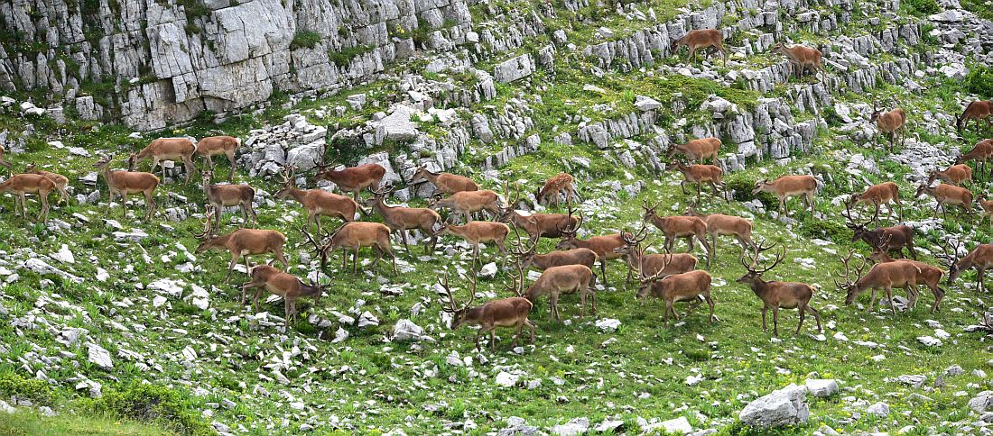 Branco di cervi in alta quota