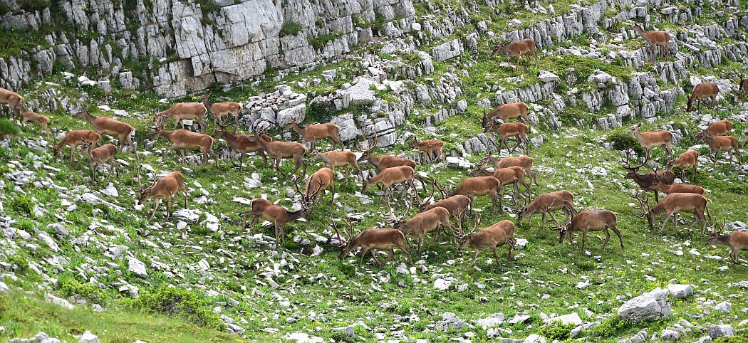 Branco di cervi in alta quota