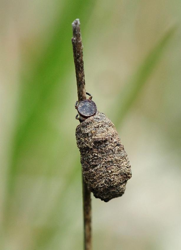 Chi fa capolino? larva di Chrysomelidae Clytrinae
