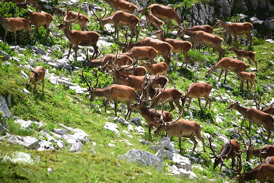 Branco di cervi in alta quota