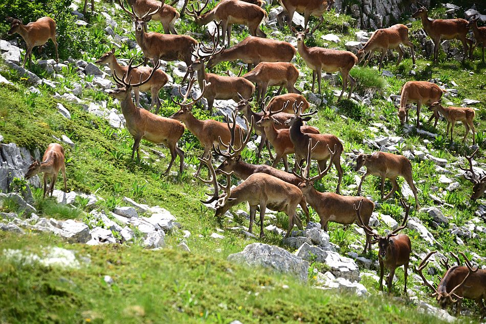 Branco di cervi in alta quota