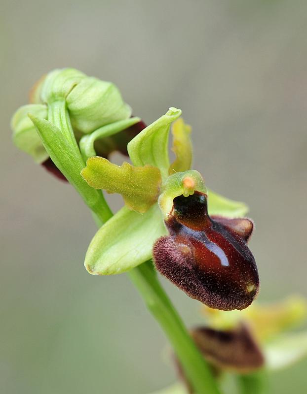 ophrys varie da determinare