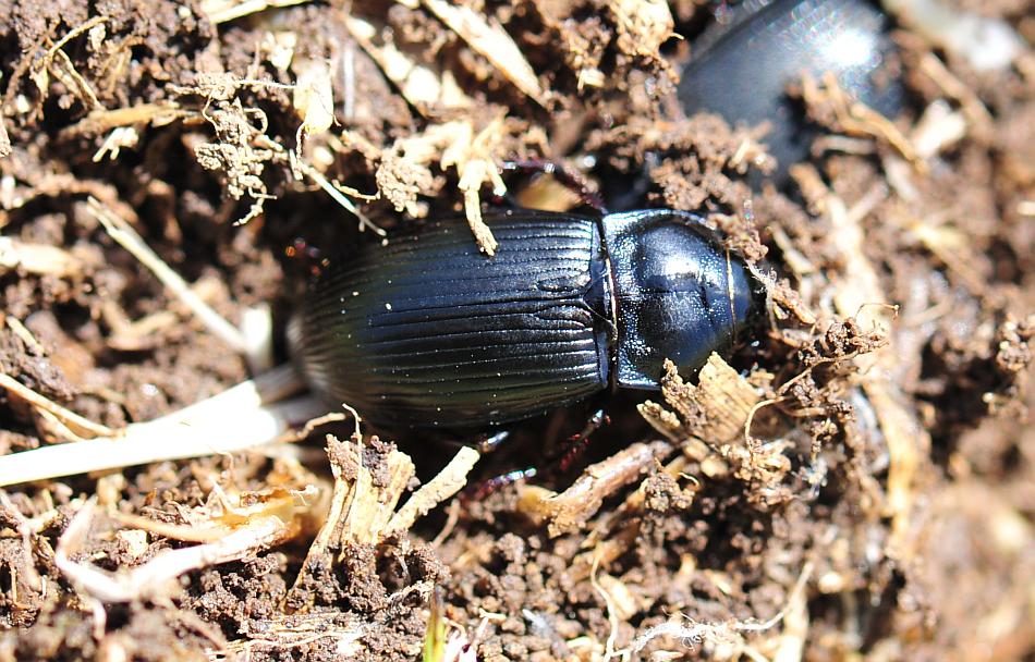 Zabrus costae