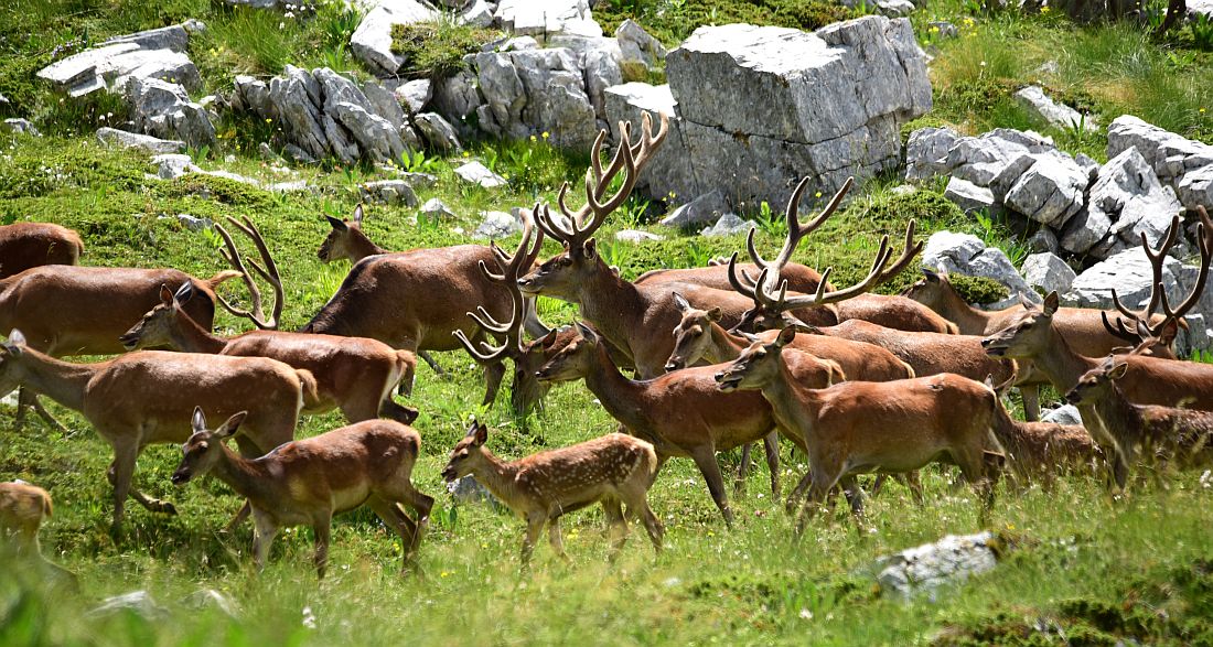 Branco di cervi in alta quota