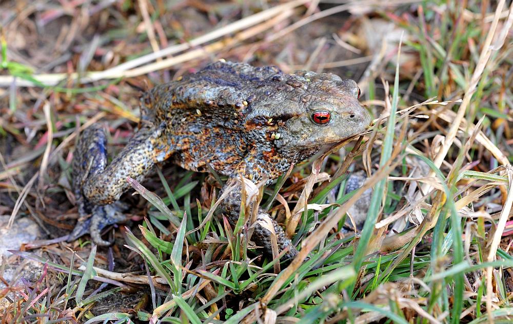 Rospo comune - Bufo bufo