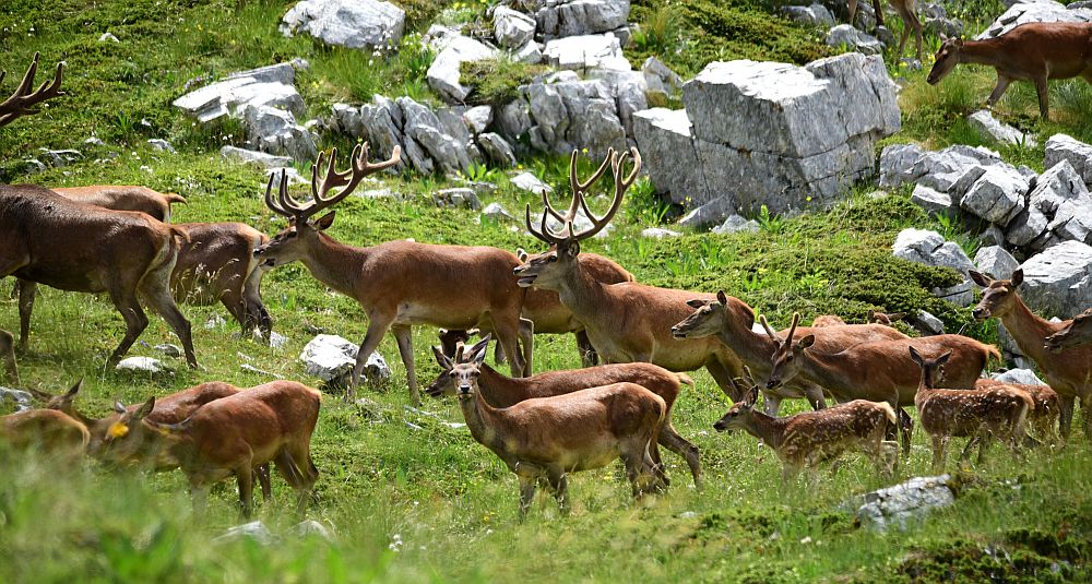 Branco di cervi in alta quota