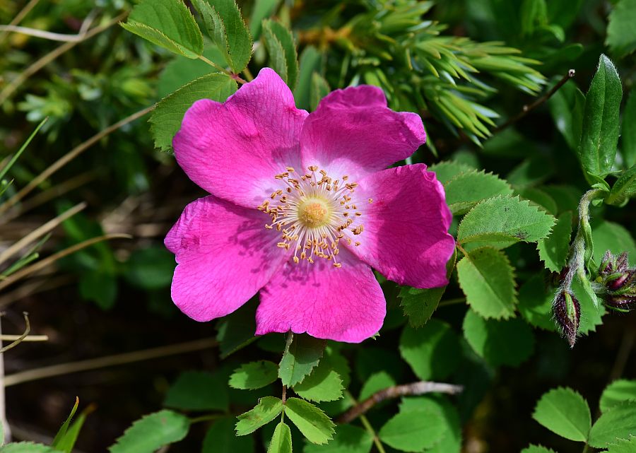 Rosa pendulina / Rosa alpina