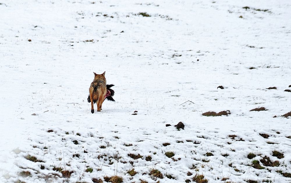 Branco di lupi con predazione nel PNALM