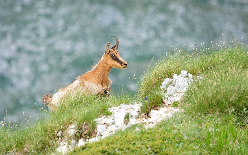 Camoscio appenninico - Rupicapra pyrenaica ornata