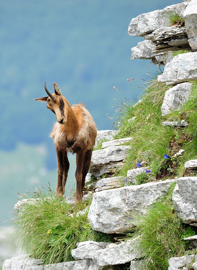 Camoscio appenninico - Rupicapra pyrenaica ornata