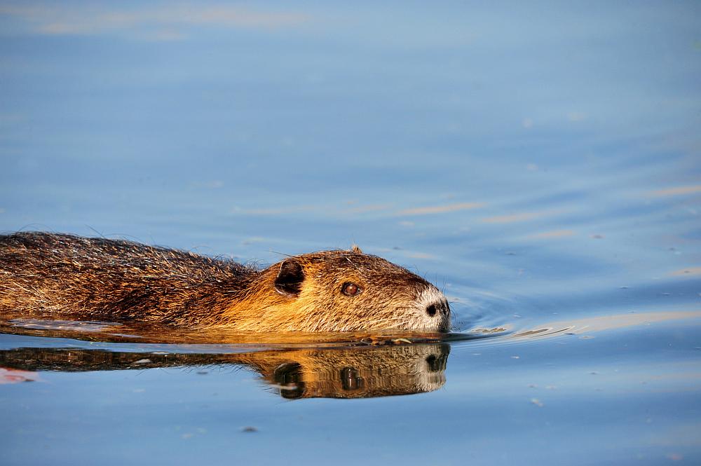 Nutria trasporta prole