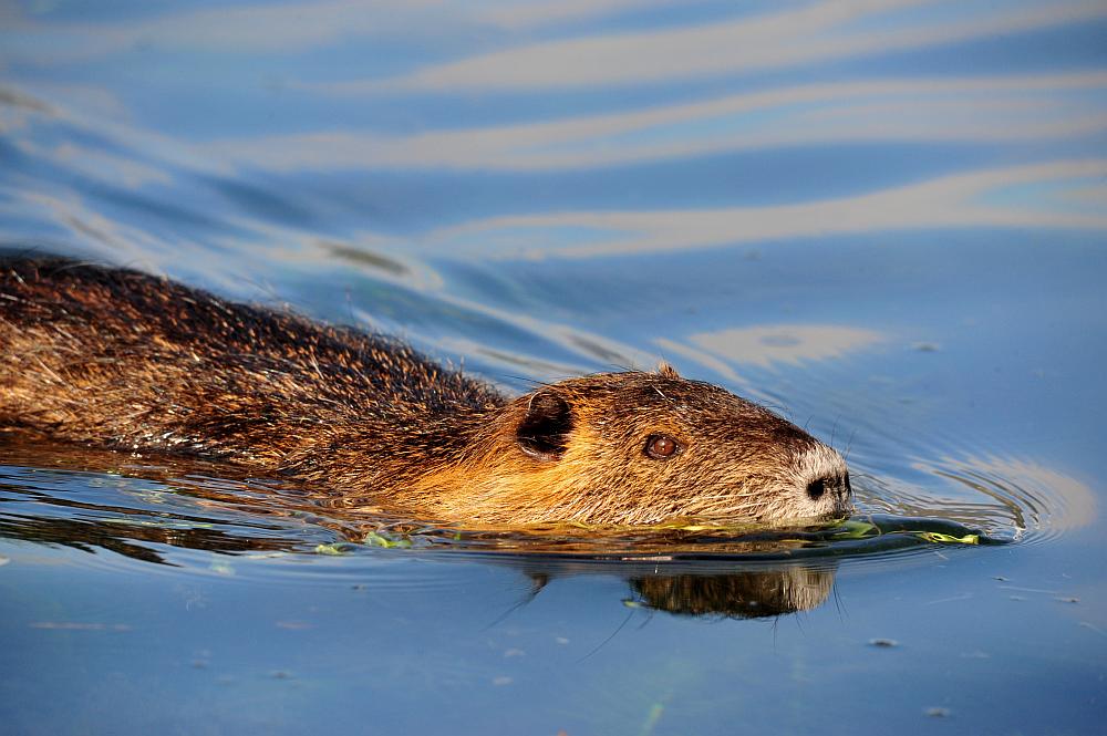 Nutria trasporta prole