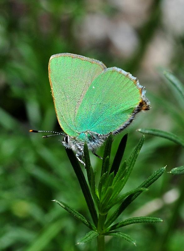 Callophrys rubi?