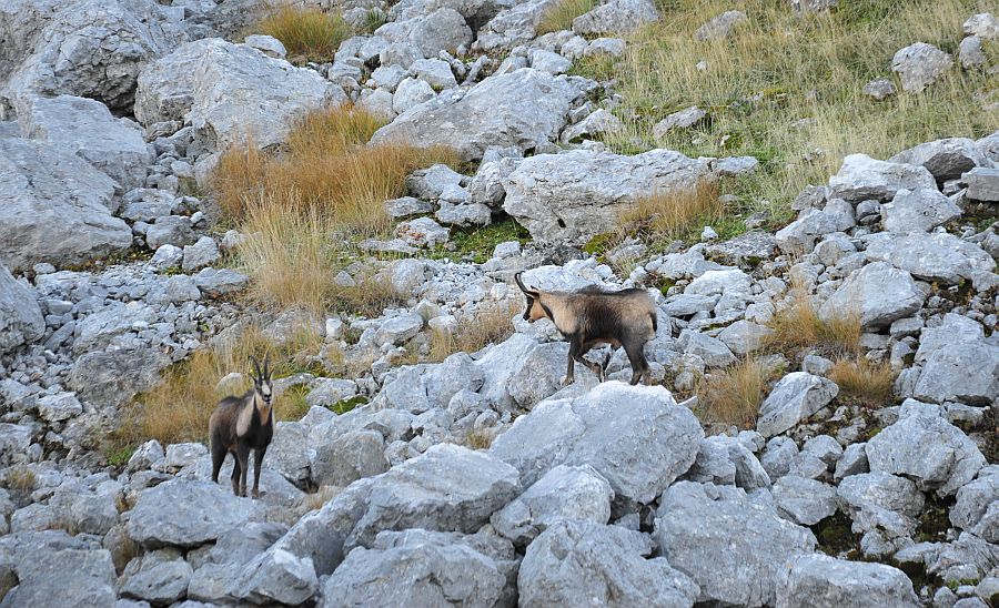 Camoscio appenninico - Rupicapra pyrenaica ornata