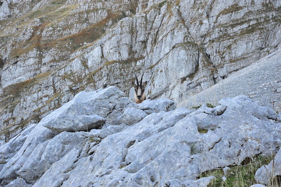 Camoscio appenninico - Rupicapra pyrenaica ornata