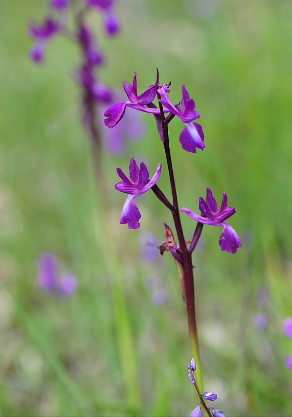 Anacamptis laxiflora