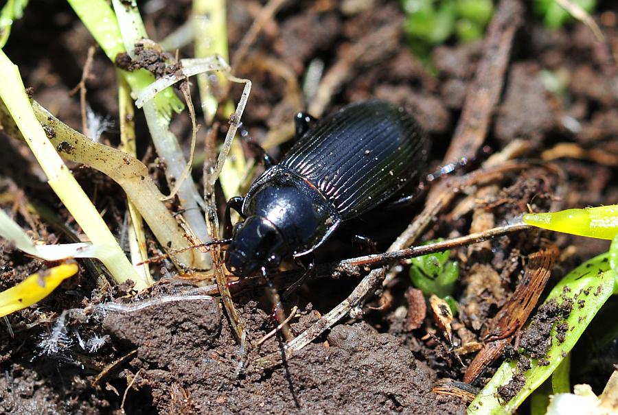 Zabrus costae