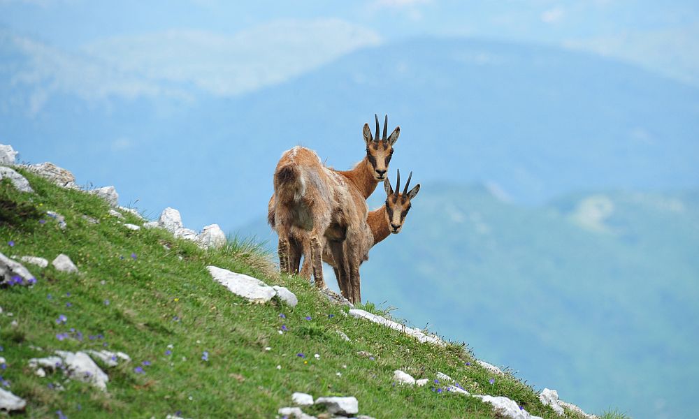 Camoscio appenninico - Rupicapra pyrenaica ornata