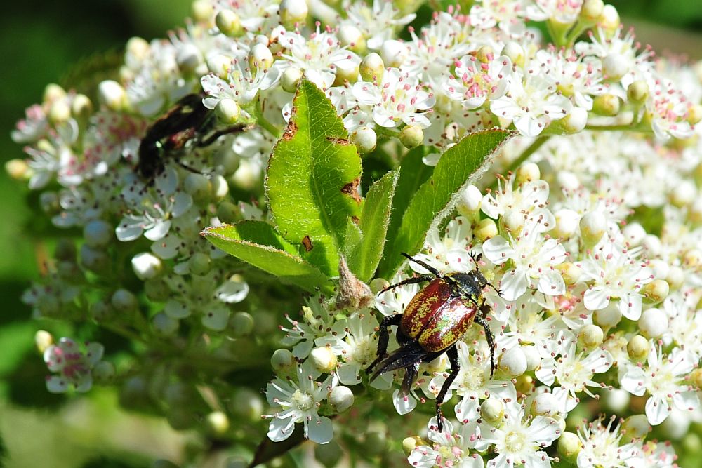 Hoplia argentea,  Rutelidae