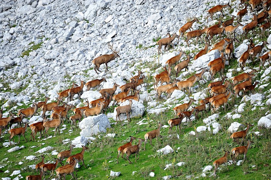 Bramiti nel Parco Nazionale d''Abruzzo