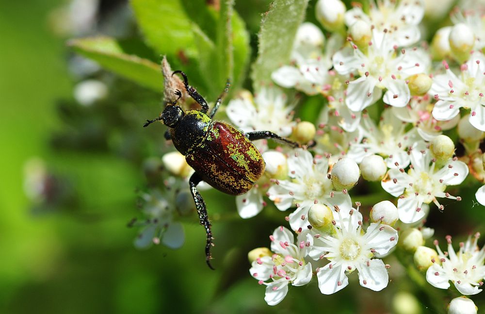 Hoplia argentea,  Rutelidae