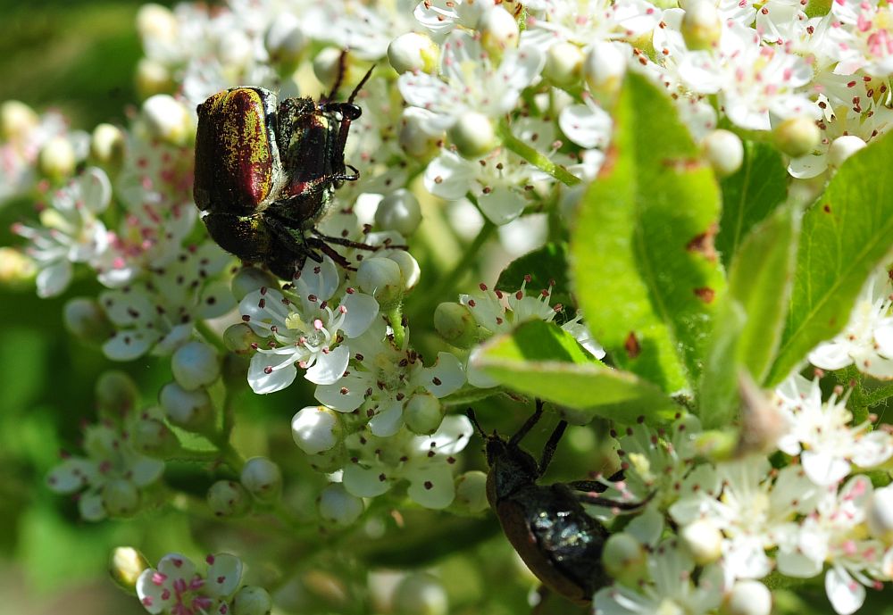 Hoplia argentea,  Rutelidae