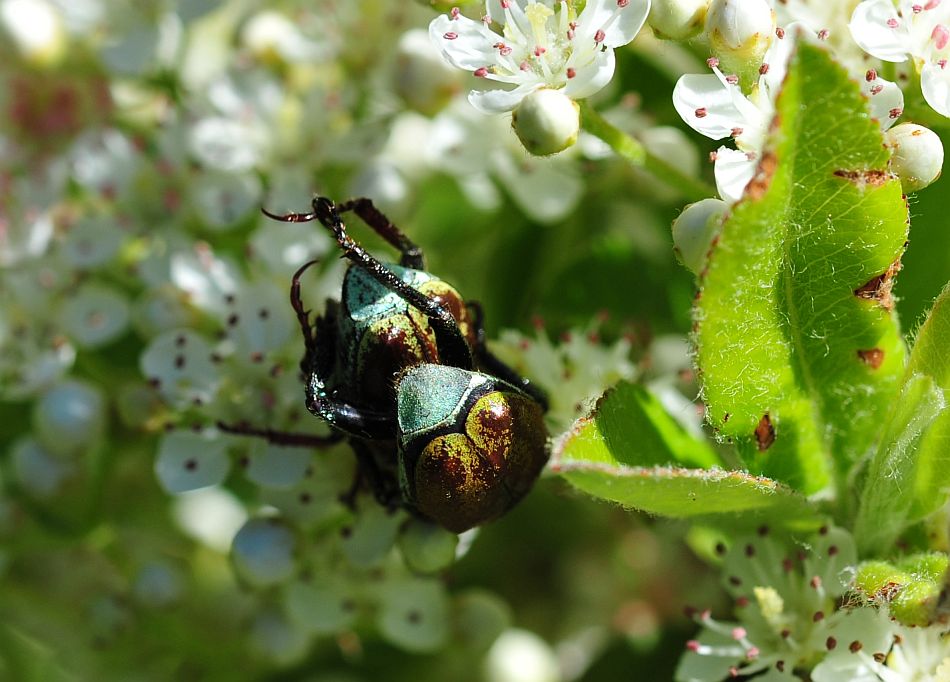 Hoplia argentea,  Rutelidae