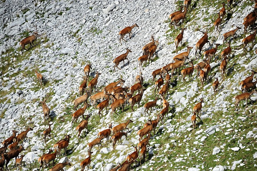 Bramiti nel Parco Nazionale d''Abruzzo