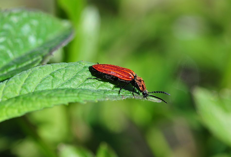 Anostirus sp. (cfr. purpureus o cerrutii),   Elateridae