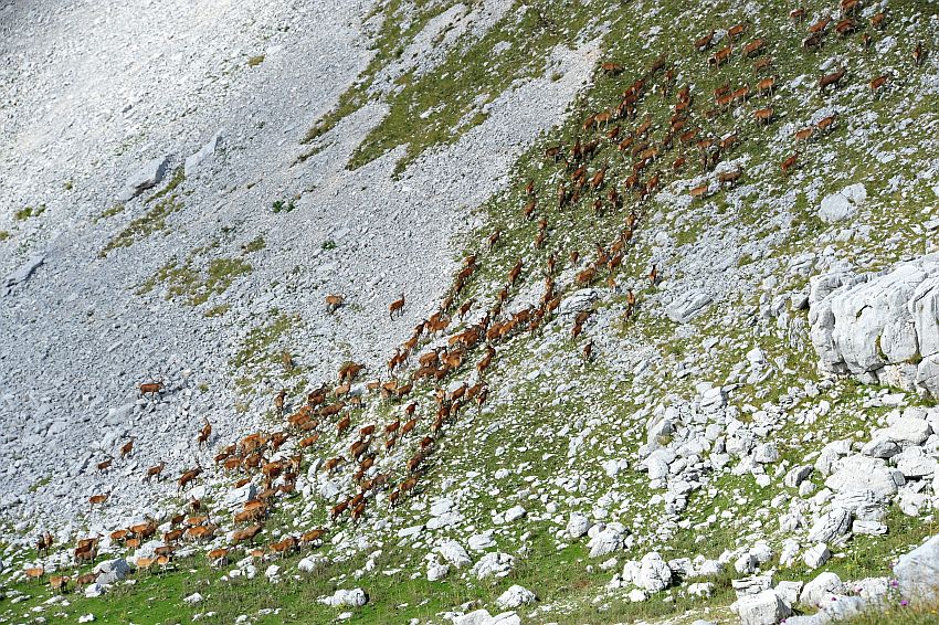 Bramiti nel Parco Nazionale d''Abruzzo