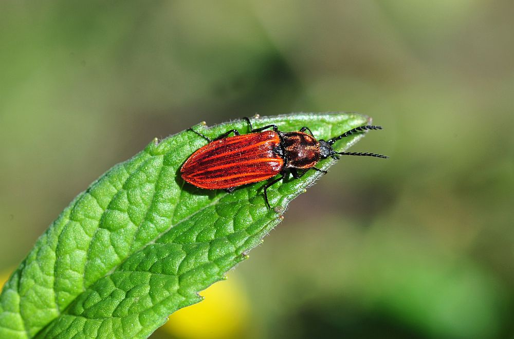 Anostirus sp. (cfr. purpureus o cerrutii),   Elateridae