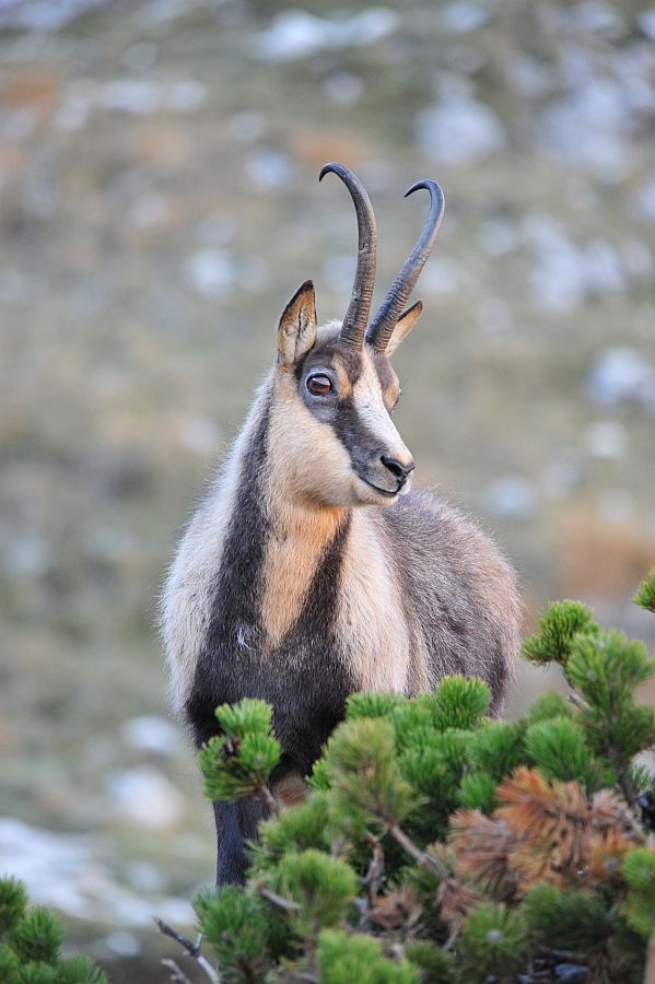 Camoscio appenninico - Rupicapra pyrenaica ornata